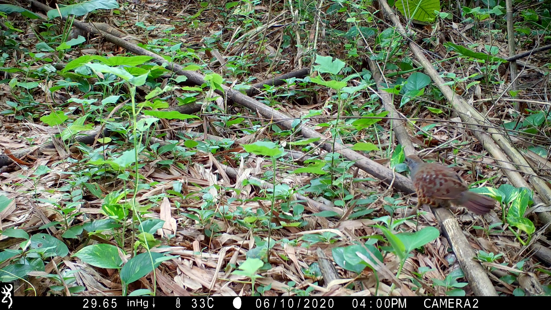 自動相機拍攝到的竹雞在地面活動