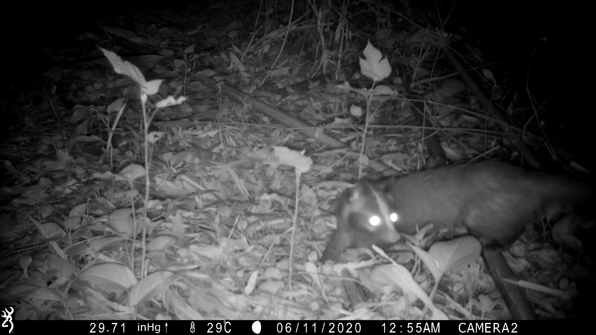 自動相機拍攝到的白鼻心在夜間穿越鏡頭